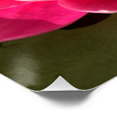 Poster Water Lilly (Coin)