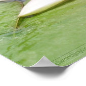 Poster Water Lilly (Coin)