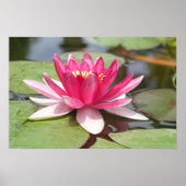 Poster Water Lilly (Devant)