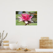 Poster Water Lilly (Cuisine)