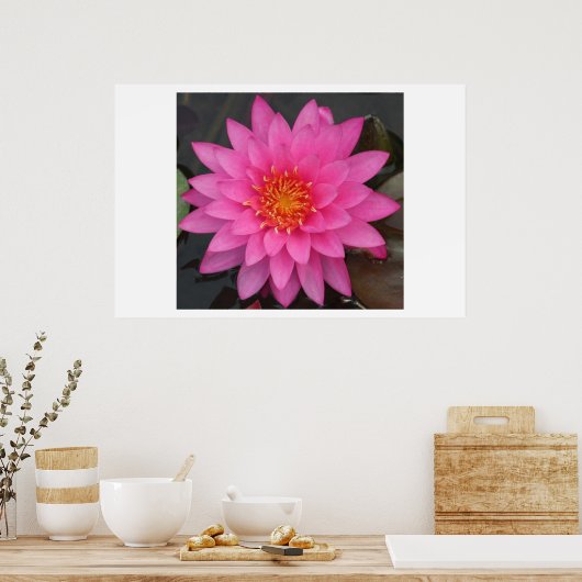 Poster Water Lilly (Cuisine)