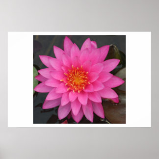 Poster Water Lilly