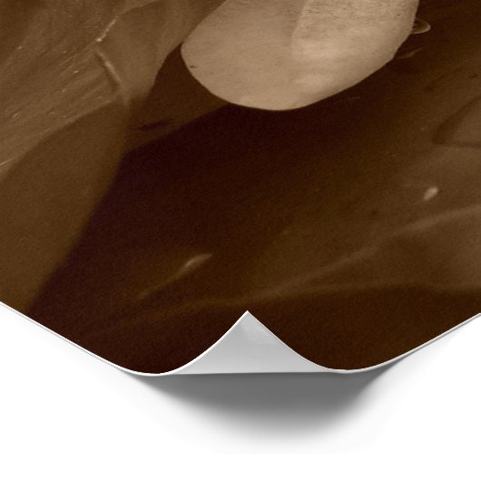 Poster Water Lilly (Coin)