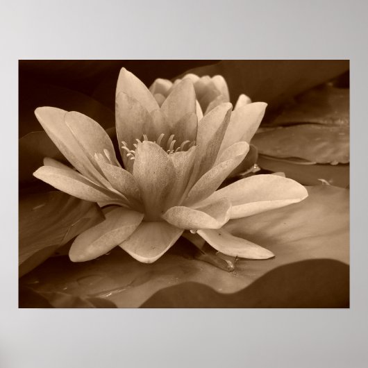 Poster Water Lilly (Devant)