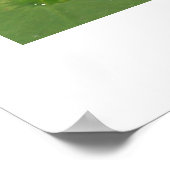 Poster Water Lilly (Coin)