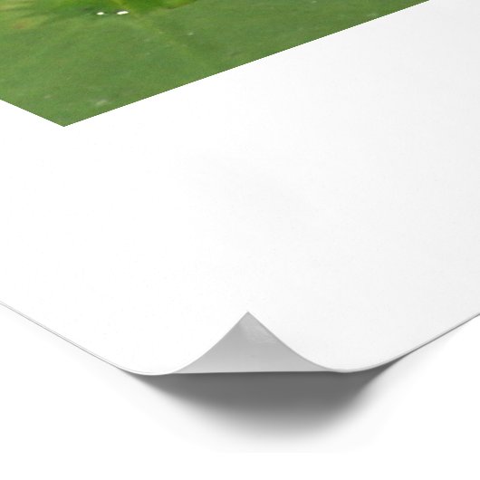 Poster Water Lilly (Coin)