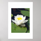 Poster Water Lilly (Devant)