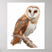 Poster Watercolor Barn Owl Illustration Artwork (Devant)
