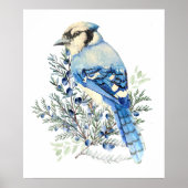 Poster Watercolor Blue Jay Bird Blueberries Country Art (Devant)
