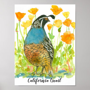 Poster Watercolor California Quail Bird