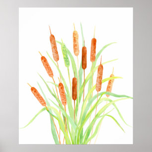 Poster Watercolor Cattail (Typha), bulrush, têtes de grai