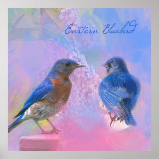 Poster Watercolor Eastern Bluebirds (Devant)