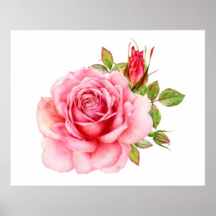 Poster Watercolor illustration of a delicate pink rose wi