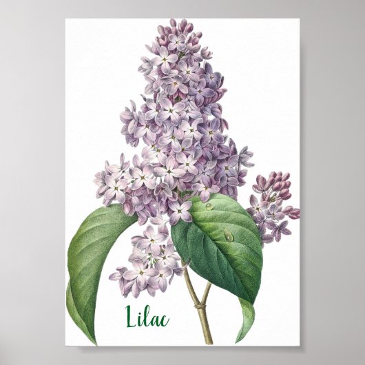 Poster Watercolor Lavender Lilac Illustration (Devant)