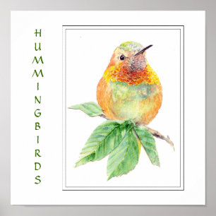 Poster Watercolor Rufous Hummingbird -  Bird Collection