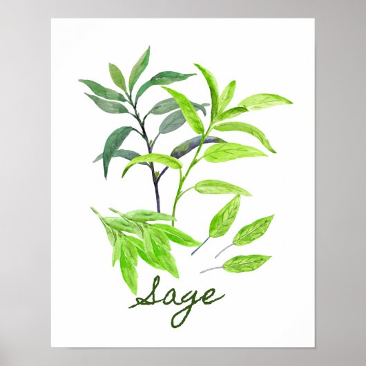 Poster Watercolor Sage Illustration (Devant)
