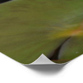 Poster waterlelies (Hoek)