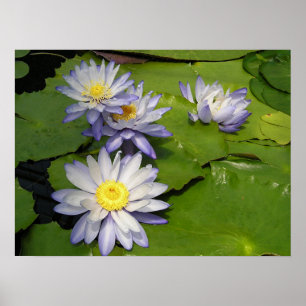 Poster waterlilly