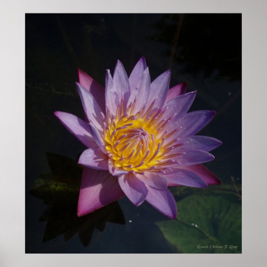 Poster Waterlilly (Devant)