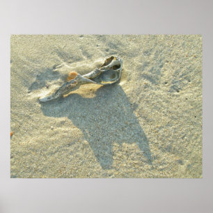 Poster Wave-Washing Shell