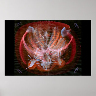 Poster WDV - 041 - Kindle