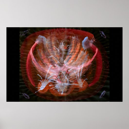 Poster WDV - 041 - Kindle (Devant)