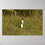 Poster Weasel, à queue courte (Devant)