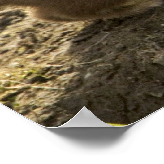 Poster Weasel, à queue courte (Coin)