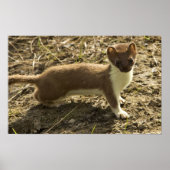 Poster Weasel, à queue courte (Devant)