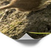 Poster Weasel, à queue courte (Coin)