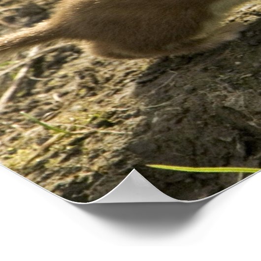 Poster Weasel, à queue courte (Coin)