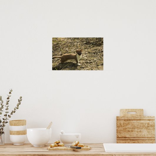 Poster Weasel, à queue courte (Cuisine)