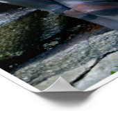 Poster Weathered Swiss Pine by Johannes Stötter (Coin)