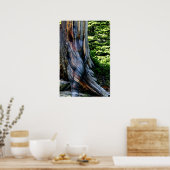 Poster Weathered Swiss Pine by Johannes Stötter (Cuisine)