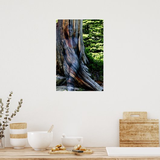 Poster Weathered Swiss Pine by Johannes Stötter (Cuisine)