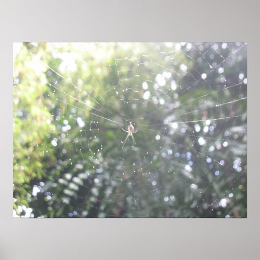 Poster Web de Spider (Devant)