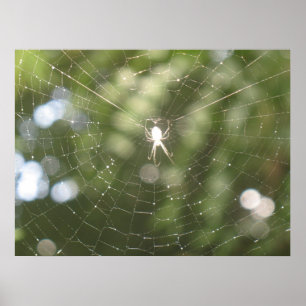 Poster Web de Spider