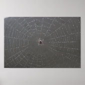 Poster Web Spider (Devant)
