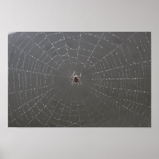 Poster Web Spider (Devant)
