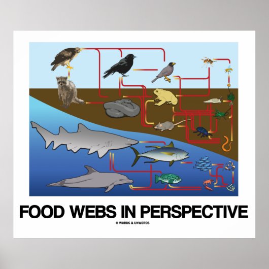 Poster Webs Alimentaires En Perspective (Océan / Biologie (Devant)
