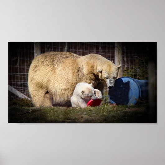 Poster Wee Hamish le club d'ours polaire (Devant)