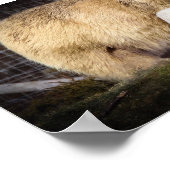 Poster Wee Hamish le club d'ours polaire (Coin)