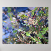 Poster Weeds (Devant)