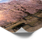 Poster Weeping Cherry Blossom at Sunset – Art Print (Coin)