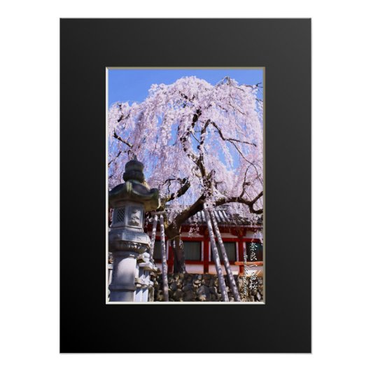Poster Weeping cherry tree ("Nara Ichiban-Zakura") (Devant)