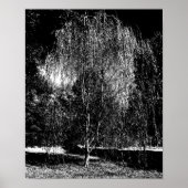 Poster Weeping Willow Canvas (Devant)