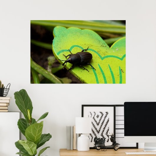 Poster Weharm, Beetles, Curculionoidea, Bug (Bureau à domicile)