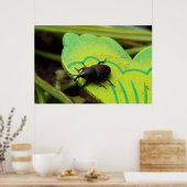 Poster Weharm, Beetles, Curculionoidea, Bug (Cuisine)