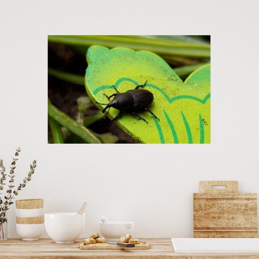 Poster Weharm, Beetles, Curculionoidea, Bug (Cuisine)