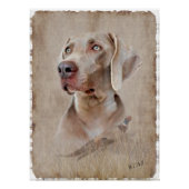 Poster Weimaraner (Devant)
